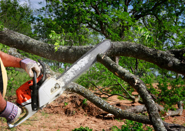 Best Arborist Consultation Services  in Fairland, OK